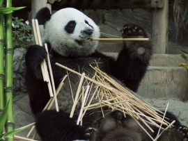 Панды. Сделано в Чэнду