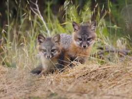 Маленькая лиса