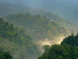 Индонезия - тайны леса