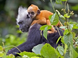 В царстве белоголового лангура