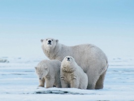 Американская Арктика - заповедные земли под угрозой