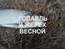 Голавль и жерех весной (2)