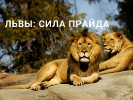 Львы: сила прайда