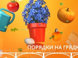 Порядки на грядке (2)