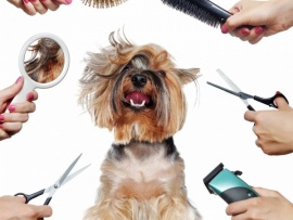 Битва грумеров