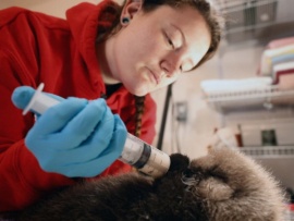 Спасти животных на Аляске. Лучшее. Трудности роста