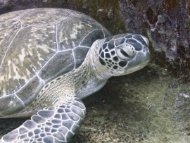 Reef Stories