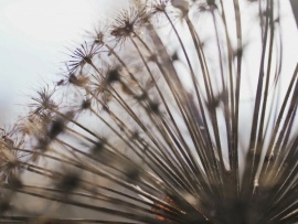 Борщевик - герой нашего времени