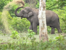 Thailand's Wild Side