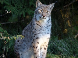 Дикая природа Европы (2)