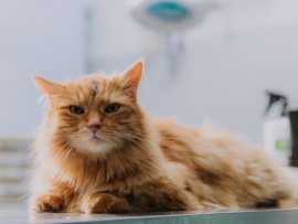 Новогодняя котострофа