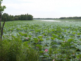 Тайны Хинганского заповедника