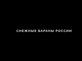Снежные бараны России