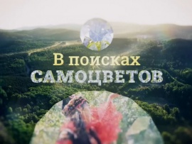В поисках самоцветов