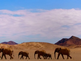 Эдем: Неукротимая планета