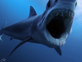 Акула против крокодила