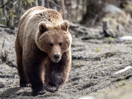 Бурые медведи: пикник в дикой природе