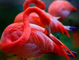 Эти огненные фламинго. В мире красок и тайн