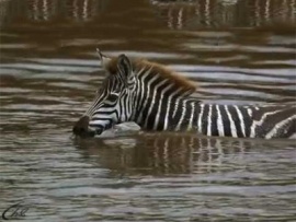 Африканская кровавая река