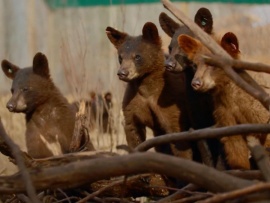 Спасение диких медведей