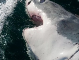 10 самых смертоносных животных: Неистовые нападения