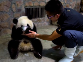 Панды. Сделано в Чэнду