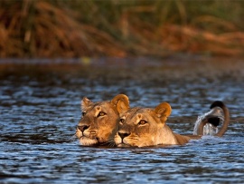 Рождение прайда