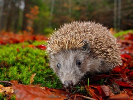 Животные защищаются! Костюм имеет значение