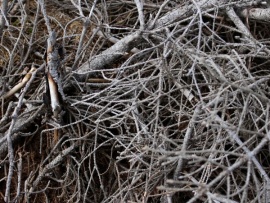 Ох уж эти ветки!