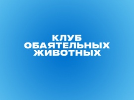 Клуб обаятельных животных