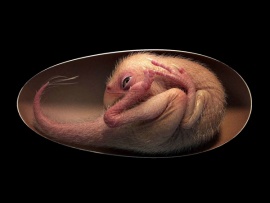 Динозавры XXI века