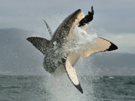 10 самых смертоносных животных: Роковые встречи