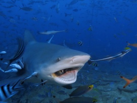 Самая огромная акула-бык