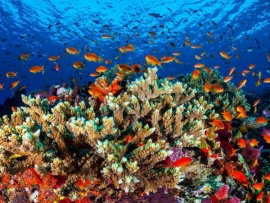 Большой Барьерный риф: Живое сокровище