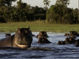 Мореми - царство бегемотов