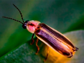 Светлячки: звёзды Земли