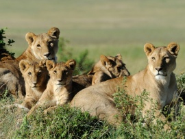 Циклы жизни