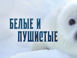 Белые и пушистые