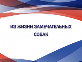 Из жизни замечательных собак