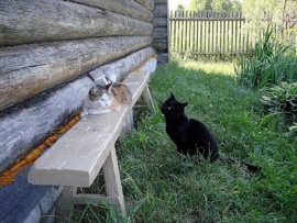 Полынь — трава окаянная