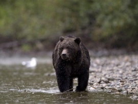 Британская Колумбия. Край, где царят гризли