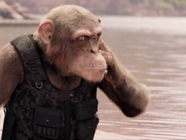 Шимпанзе под прикрытием (6)