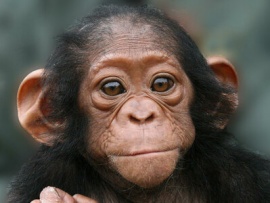 Школа шимпанзе