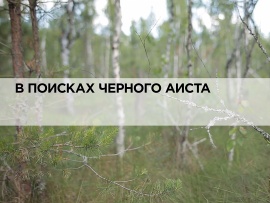 В поисках черного аиста