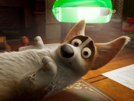 Королевский корги (5)