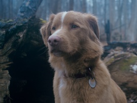 Глазами пса