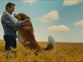 Собачья жизнь-2