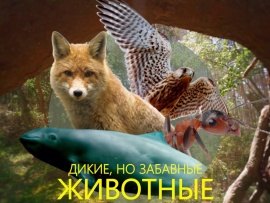 Дикие, но забавные животные