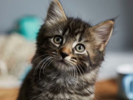 Кошки в сети