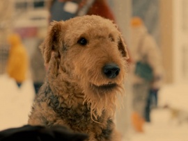 Мое собачье дело (3)